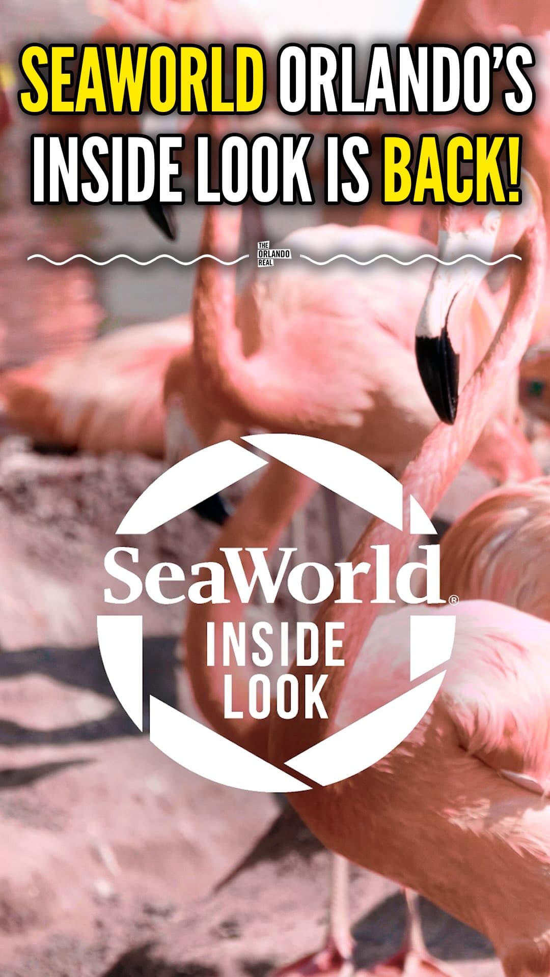 Get up close with some of the ocean’s most incredible creatures at SeaWorld’s Inside Look event this weekend, Jan.…
